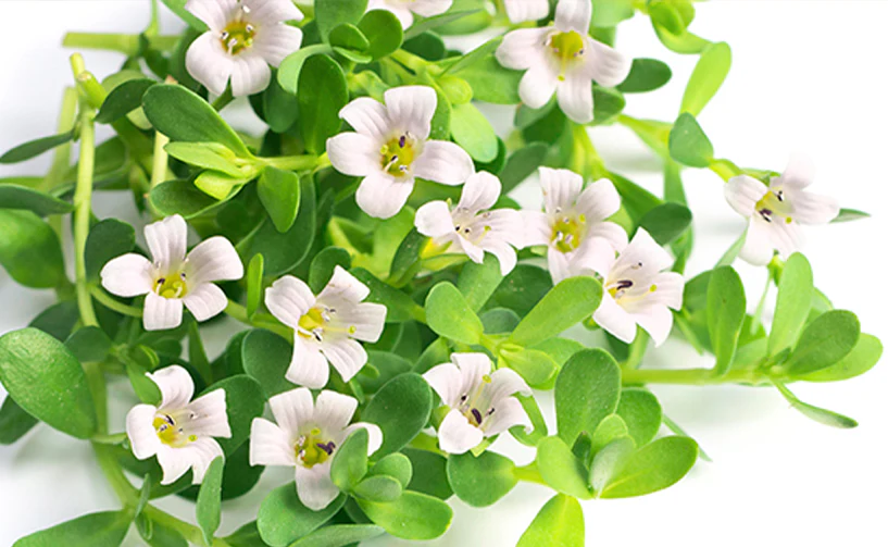 Brahmi
